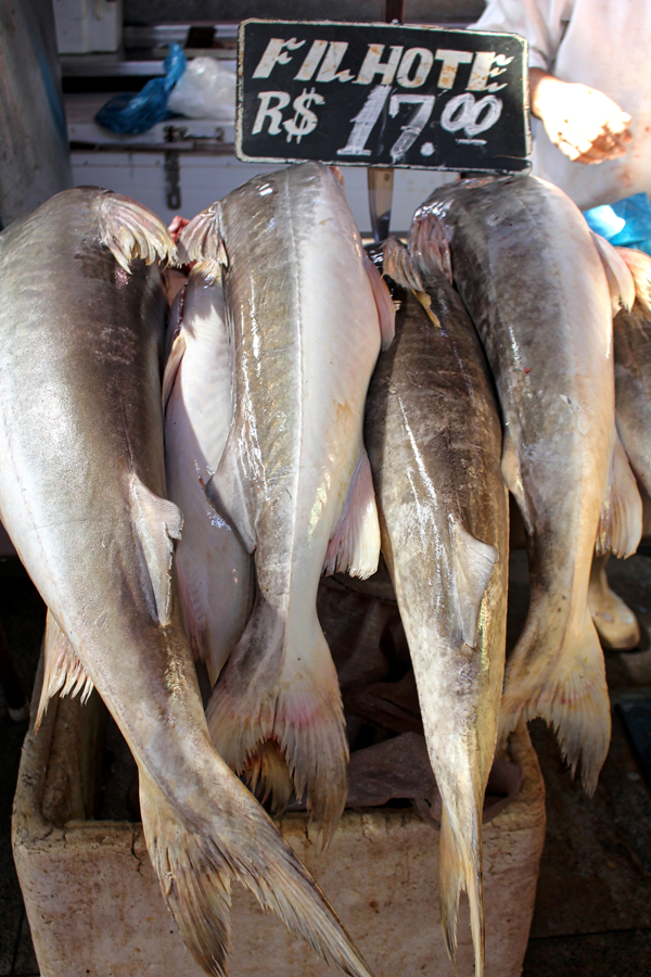 O peixe que mais amo no mundo, o Filhote. Ele tem esse nome por ser filho da Piraíba, peixe de carne fibrosa e sem graça. Mas enquanto pequeno, suas postas são brancas, macias e úmidas