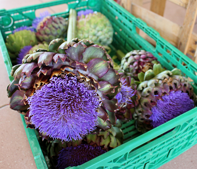 Alcachofras e suas flores em Hofmarkt Schoßberghof Minfeld, fazenda e empório orgânico