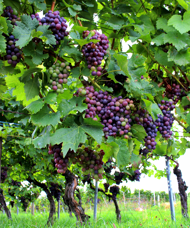No meio de uma região vinícola, Stuttgart é produtora de bela variedade de vinhos brancos e tintos. Esses vinhedos ficam a menos de 6 km do centro.