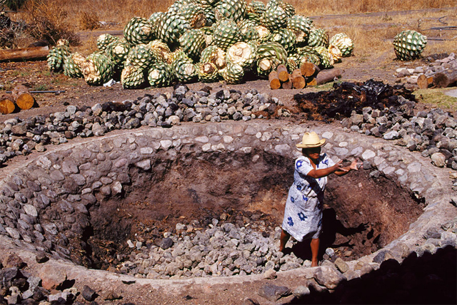 O "forno" cavado no solo e forrado com lenha e pedras para o cozimento do agave