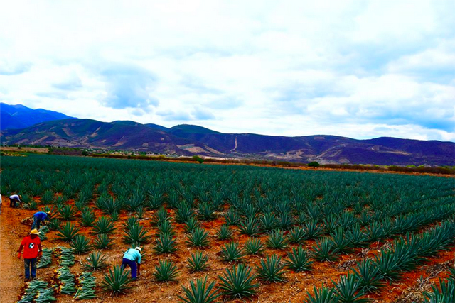 Plantação de agave no México