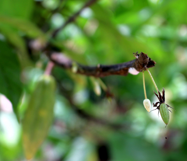 Os vários estágios do cacau: flor, micro fruto e, ao fundo, o fruto em desenvolvimento