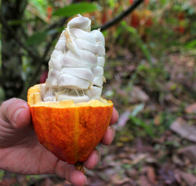 Você já conhecia o cacau? É da amêndoa desta fruta - escondida detrás da "carne" branca - que nasce o chocolate