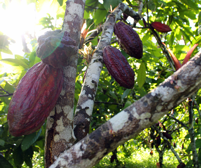 Cacaueiro lotado de frutos