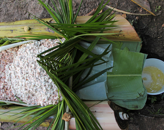 "Mel de cacau": um dos líquidos mais deliciosos do planeta