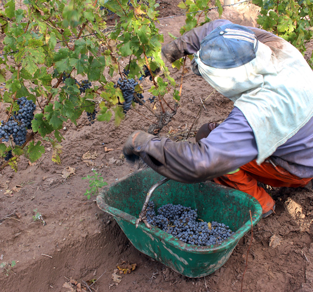 Colheita manual da uva: trabalho pesado mas que resulta em frutas perfeitas para o início da fabricação do vinho