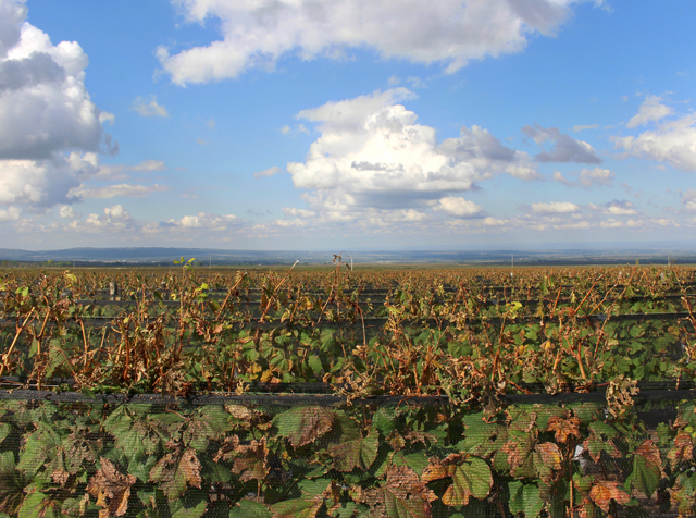 Vinhedos sem fim da Huentala Wines, produtora do vinho Amansado