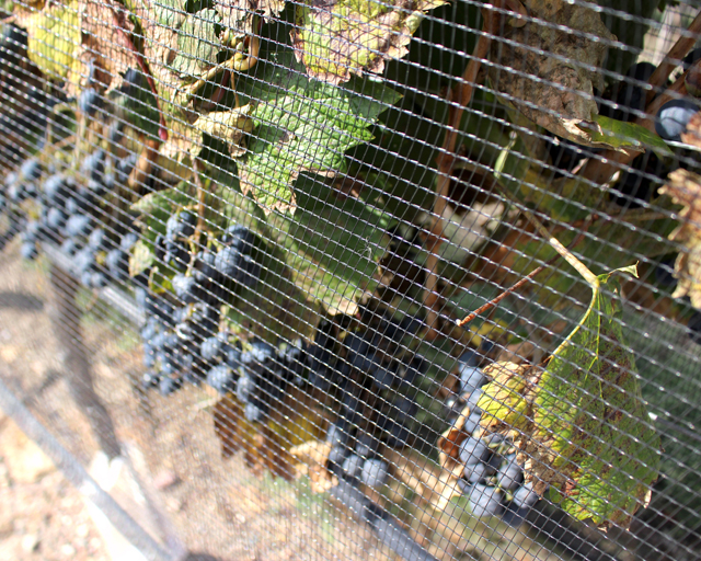 Telas para proteção dos vinhedos contra granizo, algo bem comum na região de Mendoza 