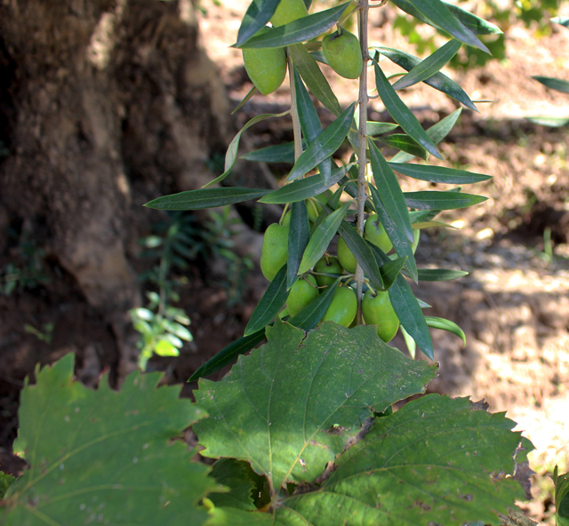 Uvas e azeitonas crescendo juntas - assim permanecerão nas mesas de muita gente na forma de azeite e vinho. Na Bodega Cecchin