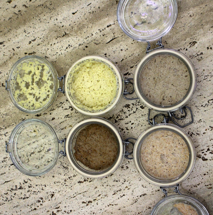 Alguns das diferentes amostrar de fermentos naturais: bases diferentes, pães distintos