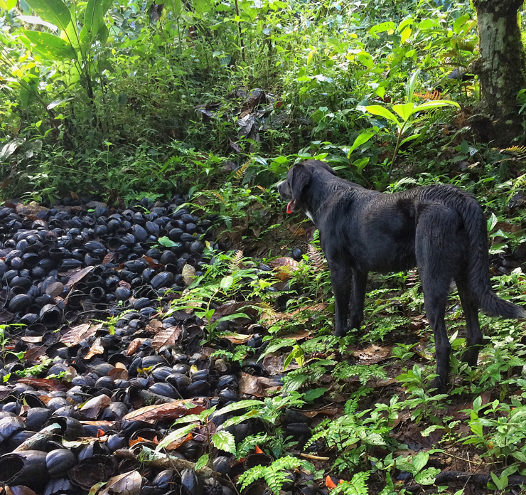 Local no qual o cacau é cortado para as amêndoas seguirem pra fermentação, secagem e posterior torra. As cascas das frutas são deixadas para secar e depois viram parte da compostagem que adubará as árvores