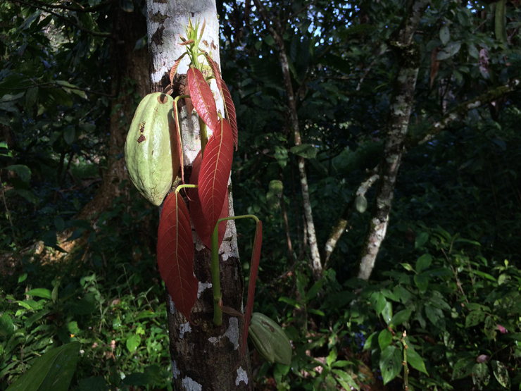 Cacau ainda verde e a beleza das macias folhas novas