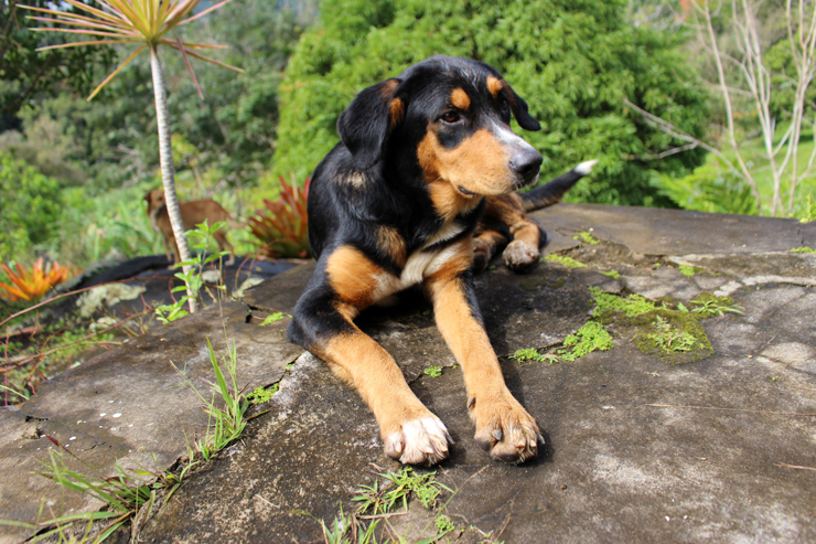 Malhada, um dos cachorros que vivem no que Diego chama de "Floresta Encantada"