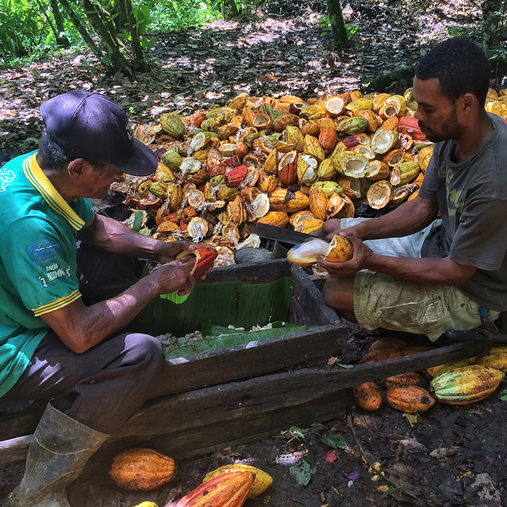 Aqui, o corte do cacau cujas amêndoas seguem para a extração do "mel" - suco da polpa que escorre em um balde e tem que ser tomado rápido porque oxida facilmente. Delicioso, naturalmente doce.