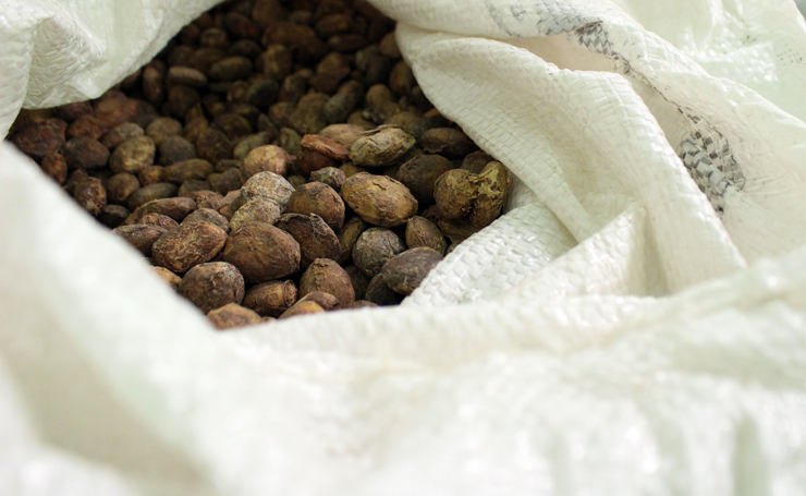 Amêndoas de cupuaçu, planta da mesma família do cacau usada pela AMMA para a produção do "chocolate" de cupuaçu, o Theobroma Grandiflorum 