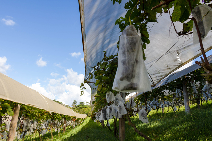 Syrahs protegidas, cacho a cacho, antes de se tornarem um dos vinhos naturais do Entre Vilas