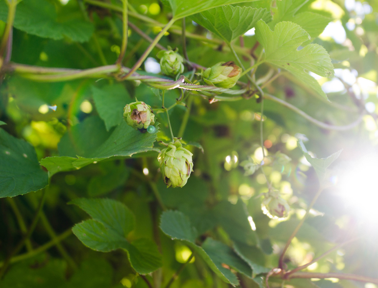 A primeira variedade brasileira de lúpulo, desenvolvida por Rodrigo Ismael, no Entre Vilas
