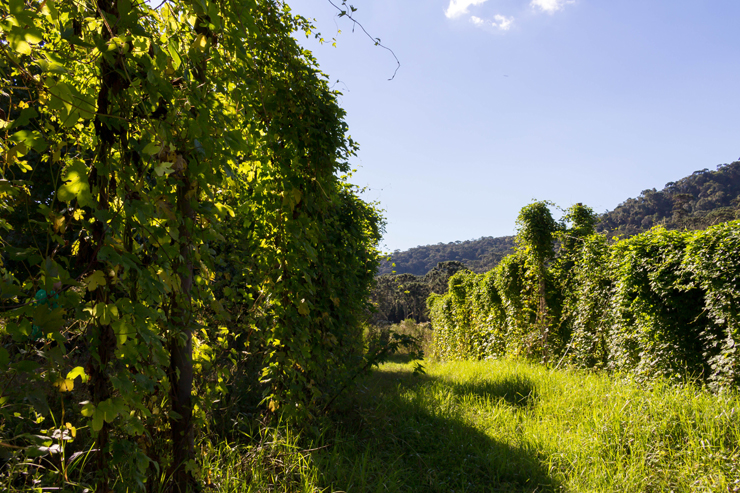 Campo de lúpulo do Entre Vilas