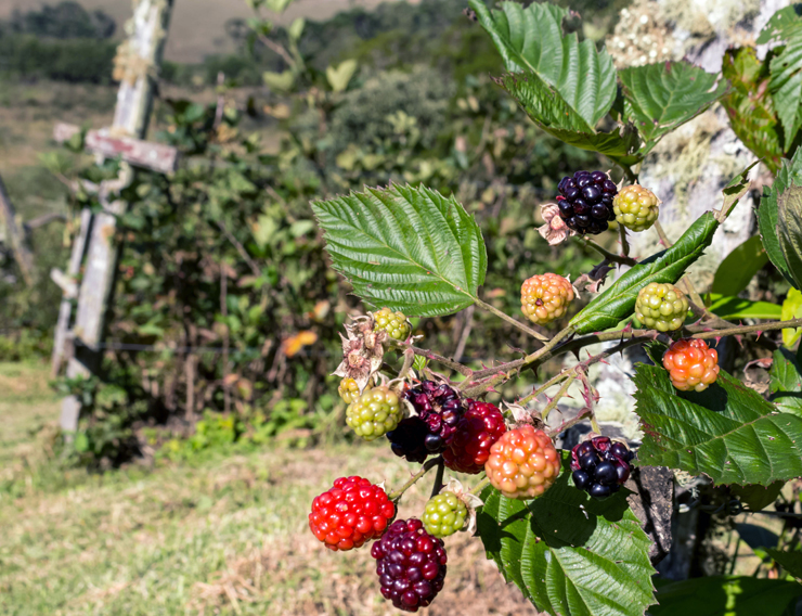 As frutas vermelhas....