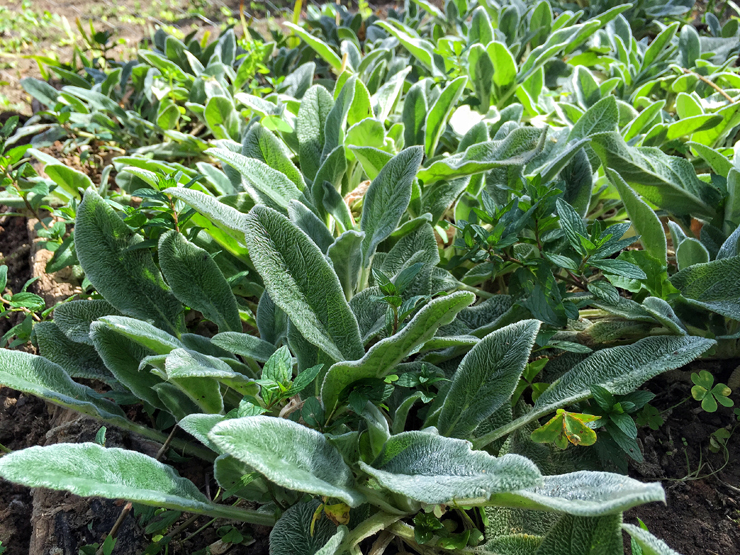 Meu amado peixinho da horta - ou orelha de lebre - na horta do Empório dos Mellos, em Campos do Jordão