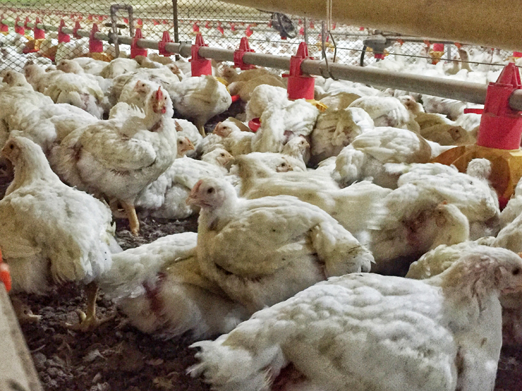 Galinhas e frangos para corte em granja padrão da Seara