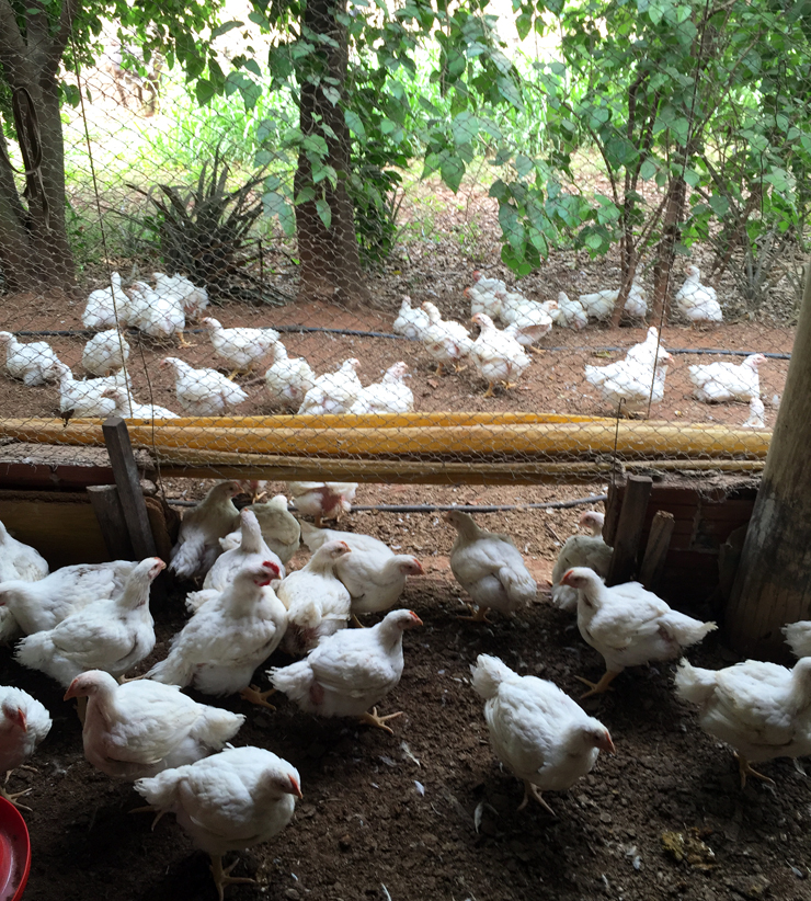 O acesso a pátios externos, 100% do tempo, é mandatório na produção de frangos orgânicos