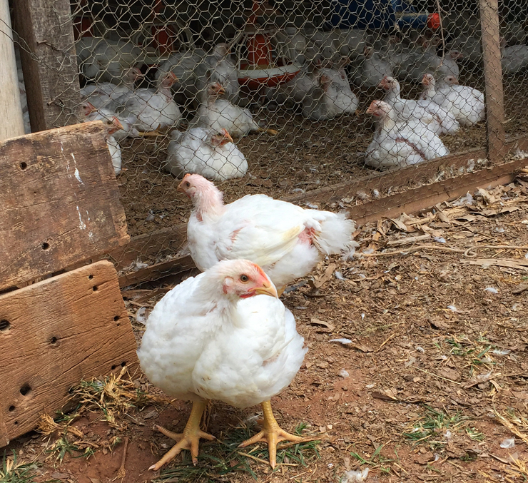 Aves com 40 dias de vida em aviário de produção orgânica da Korin: com acesso a área externa e sol