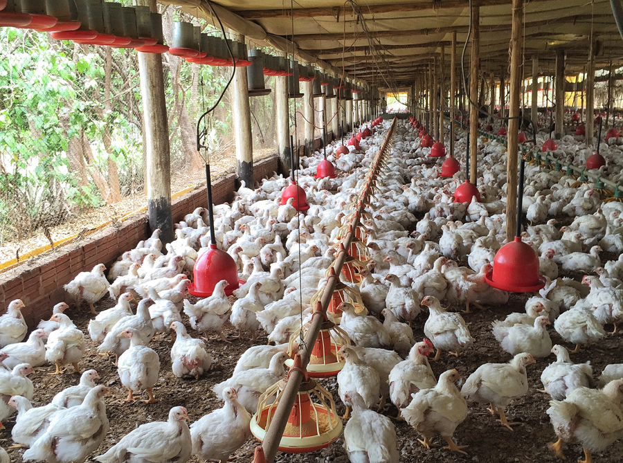 Aviário de produção orgânica da Korin, perto de Ipeúna, no estado de São Paulo