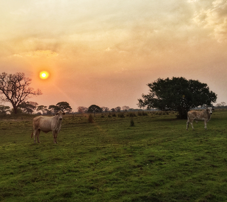 Gados de vida livre - e sem antibióticos nem ureia - da Fazenda Figueiral, no Pantanal