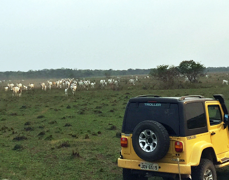 Panorama da Fazenda Figueiral, no Pantanal, na qual se cria gado orgânico