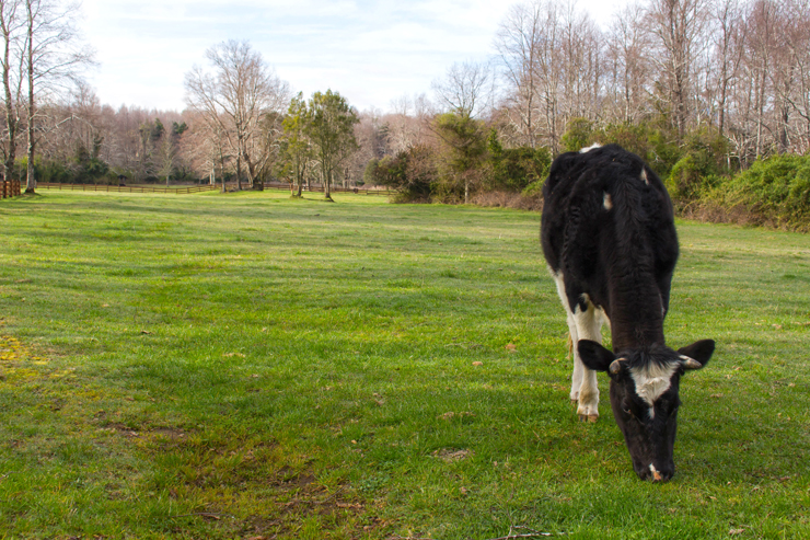 Uma das nove vacas do Vira Vira: é com o leite delas que são produzidos a manteiga, os queijos e o iogurte servidos aos hóspedes