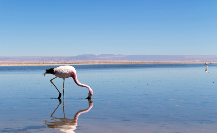 Deslumbrante é uma palavra que venho usando muito nas últimas 24 horas. E o Salar do Atacama é isso aí, deslumbrante. Centenas de flamingos se alimentam de micro crustáceos ancestrais que nascem e se reproduzem apenas neste bioma extremo - o salar do Atacama tem cerca de 3mil quilômetros quadrados e 1450 de profundidade. A água acumulada nesse ponto do deserto é decorrente da água da chuva que cai nos Andes e vai para o subsolo. A cor rosada do flamingo vem da concentração de betacaroteno desse microcrustaceo.