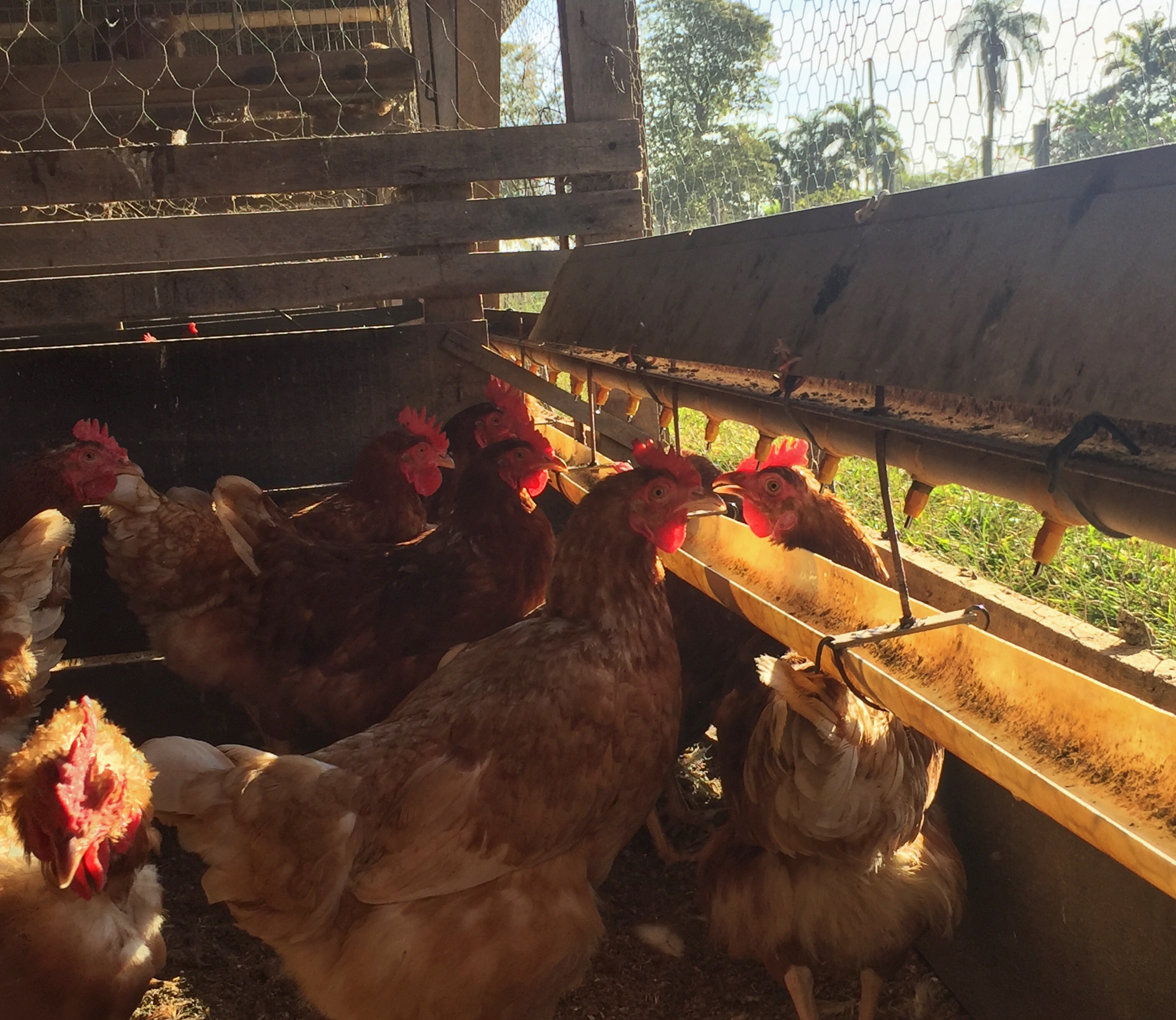 Galinhas bebendo água de poço na granja Yamaghishi