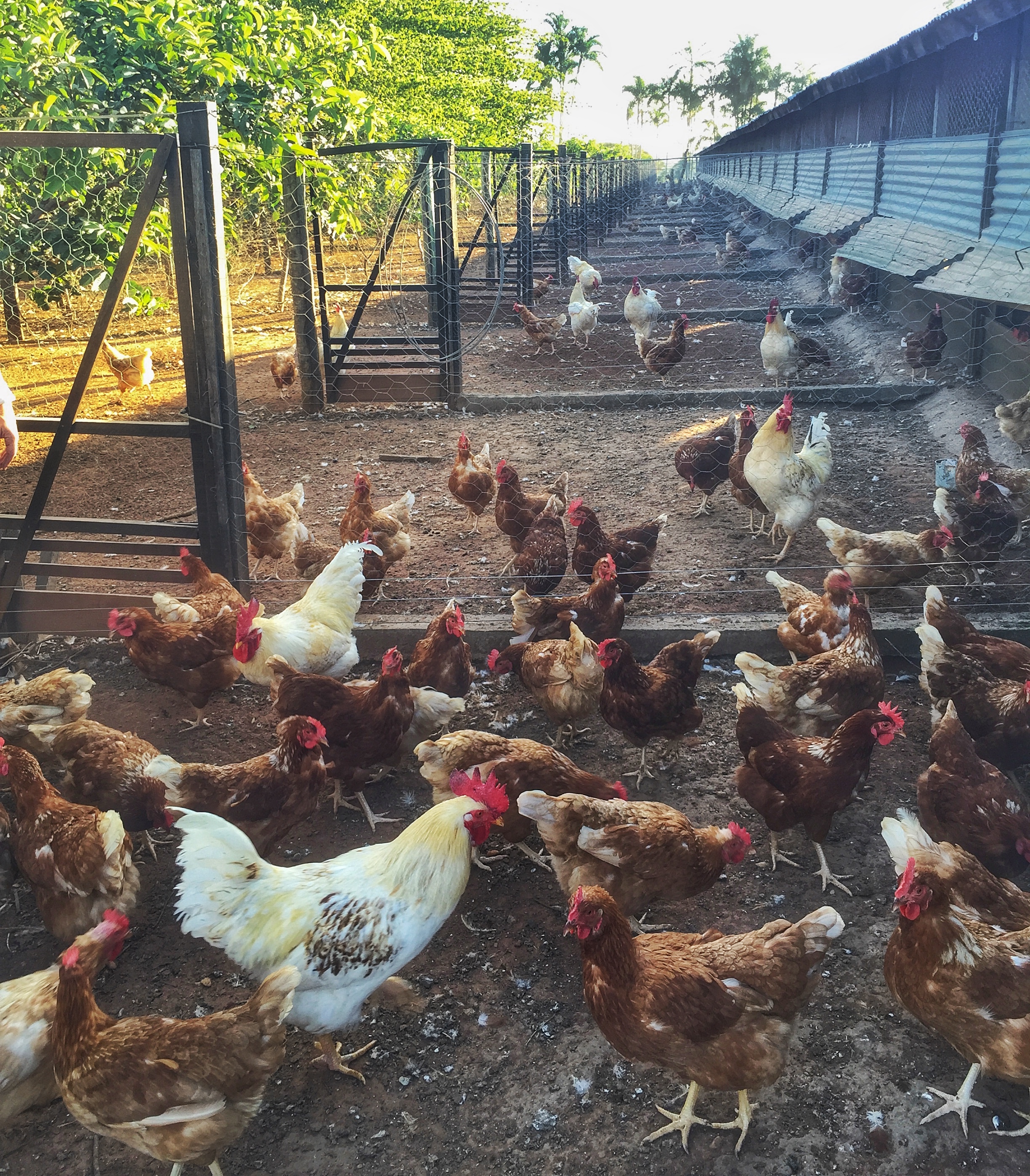 Galinhas na produção orgânica da Yamaghishi: o paraíso que pouquíssimas podem ter