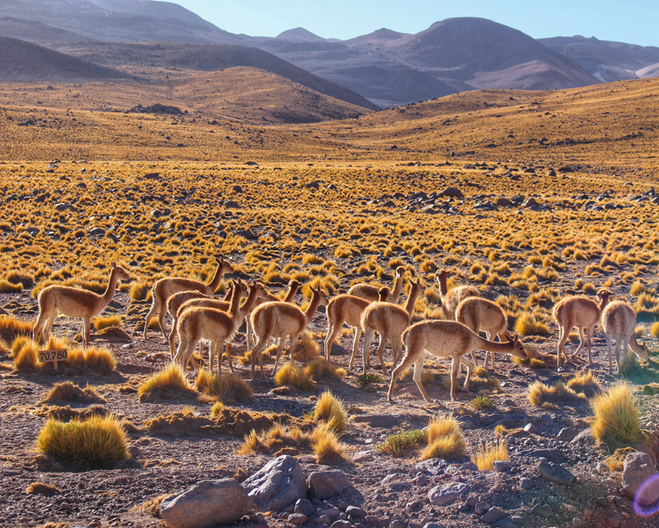 Em Machuca, caminho de volta dos geysers del tatio: vicunhas em seu habitat natural. Coisa linda! Como essas parentes da lhama e do guanaco comem um tipo de arbusto que só nasce entre 3500 e 4500 metros de altitude, bem, é só nessa altitude que elas são avistadas. E hoje tive a sorte de topar com vários pequenos grupos delas. Hoje preservadas, quase entraram em extinção pela caça descontrolada que visa a retirada de seu pelo, com valor de mercado altíssimo. Mas ainda há caçadores ilegais que as matam (esfolam, na verdade) para atender aos delírios consumistas de madames europeias... mesmo correndo a velocidades que chegam a 60 km/h, não tem chance contra espingardas.